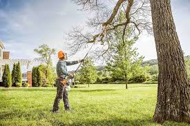 Best Fruit Tree Pruning  in Mount Sterling, IL