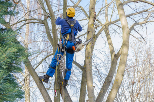 How Our Tree Care Process Works  in  Mount Sterling, IL