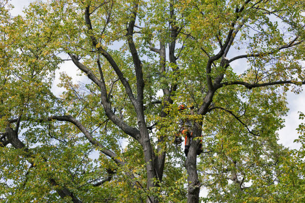 Tree and Shrub Care in Mount Sterling, IL